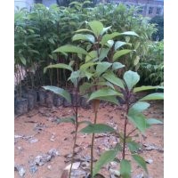 供應(yīng)香樟苗