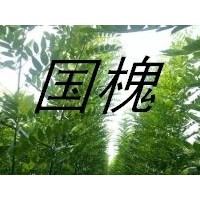 【 國槐苗】 原生國槐苗 速生國槐苗 國槐小苗