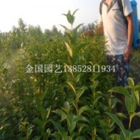 1.5米高大葉女貞苗正在熱銷當(dāng)中想賣(mài)大葉女貞苗的朋友趕快啊