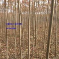 火炬，火炬小苗，火炬基地