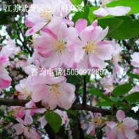 工程美麗風景樹苗西府海棠粉色系海棠花苗1.5米高大量批發(fā)