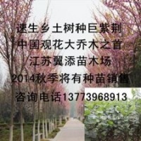 鄉(xiāng)土樹種巨紫荊樹苗2米高巨紫荊苗批發(fā)江蘇