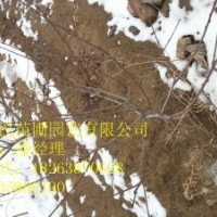 供應山東紅葉碧桃 0.6-3公分