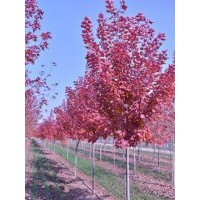 臨沂美國紅楓哪家好？萬隆花木紅楓是專業(yè)的每一美國紅楓種植繁育