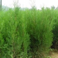 花灌木類：沙地柏、四季玫瑰、繡線菊、紅王子錦帶、四季錦帶、紅