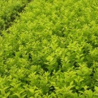 山西綠茵苗木： 金葉女貞,華山松 ,紅葉碧桃、