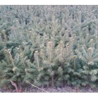 長(zhǎng)年出售自產(chǎn)樟子松、紅松、落葉松、日本落葉松,云杉等造林、綠