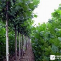 大量法桐白蠟一年苗 造型法桐