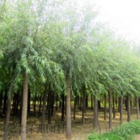 六公分的速生柳多少錢