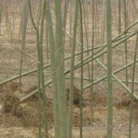 供應(yīng)速生柳
