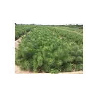 大量供各種規(guī)格側(cè)柏 油松 白皮松 雪松 華山松