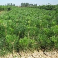 黑松|黑松苗|黑松苗木|黑松容器苗|山東黑松苗基地