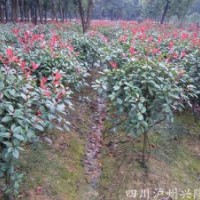 紅葉石楠，四川紅葉石楠，瀘州紅葉石楠，紅葉石楠基地