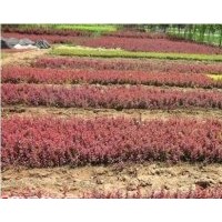 供應(yīng)紅葉小檗 紅葉小檗價(jià)格 宿遷紅葉小檗