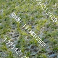 出售白皮松、華山松、大量龍柏、黃楊、紅葉石楠、大櫻桃苗、櫻花