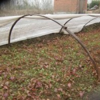 五角楓小苗江蘇五角楓種植基地五角楓小苗批發(fā)五角楓種植方法