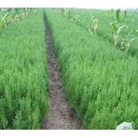 側(cè)柏小苗最新報(bào)價(jià)