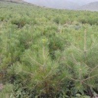 油松小苗、油松苗。