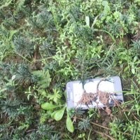 曼地亞紅豆杉,曼地亞紅豆杉苗,曼地亞紅豆杉小苗