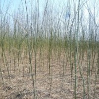 出售自己種植國(guó)槐小苗