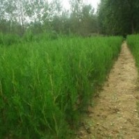 側(cè)柏、側(cè)柏苗、側(cè)柏苗木、側(cè)柏小苗、側(cè)柏大苗、側(cè)柏工程苗