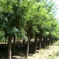 個體國槐種植基地特供國槐