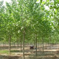 法桐 2公分香花槐