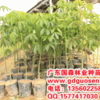 大腹木棉—大腹木棉價格_大腹木棉小苗