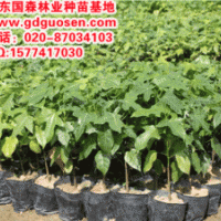 澳洲火焰木—澳洲火焰木種苗_澳洲火焰木小苗