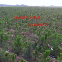 供應(yīng)50油松60油松70油松80油松90油松