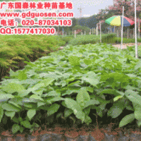 蘋(píng)婆—蘋(píng)婆價(jià)格