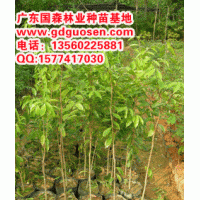 黃花梨—海南黃花梨_黃花梨價格