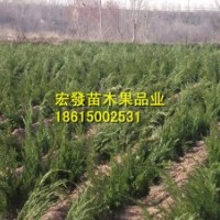 低售山東小龍柏