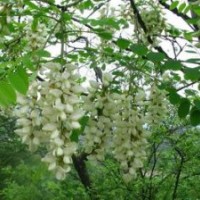 刺槐，刺槐圖片，刺槐價(jià)格，刺槐基地