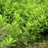 大量供應(yīng)毛杜鵑