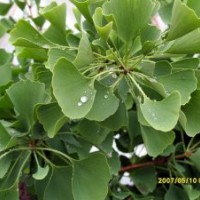 櫻花6公分、16公分 銀杏12公分、銀杏25公分架接、20公分