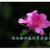 綠化苗木 工程苗 杜鵑苗 批發(fā)杜鵑小苗 自產(chǎn)自銷(xiāo)