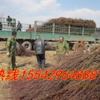 山丁子苗，櫻桃苗，櫻桃種子，臭李子苗