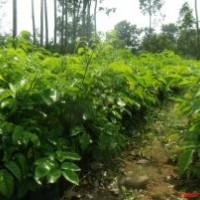 供應(yīng)綠化苗木幌傘楓，幸福樹，富貴樹，廣傘楓小苗