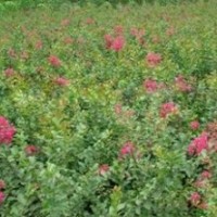 紫薇小苗，紫薇苗價格，紫薇苗