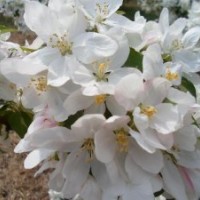 出售大中小海棠樹