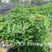 供應(yīng)金絲楠小苗，楨楠小苗