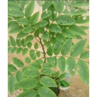 常年供應(yīng)黃花梨綠化苗