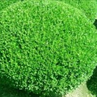 紫丁香、檜柏2-4M，大葉黃楊50-60CM，櫻花3-4M，玉蘭3-4M，國(guó)槐