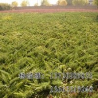 火炬樹海源苗木廠家出售