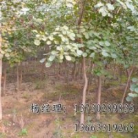 速生柳海源廠家專(zhuān)業(yè)供應(yīng)