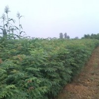 南陽(yáng)北欒--高度50--150公分，南陽(yáng)欒樹苗20萬(wàn)株