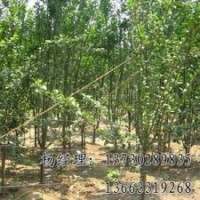 垂柳海源廠家專業(yè)批發(fā)供應(yīng)