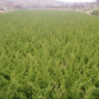 出售龍柏 蜀塊 櫻花