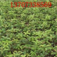 月月桂價(jià)格月月桂圖片月月桂新聞盡在湖南苗木